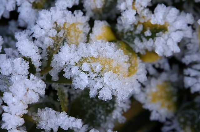 Free graphic ice crystals leaf macro close up to be edited by GIMP free image editor by OffiDocs