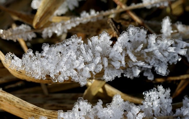 Free download ice crystals winter grass frozen free picture to be edited with GIMP free online image editor