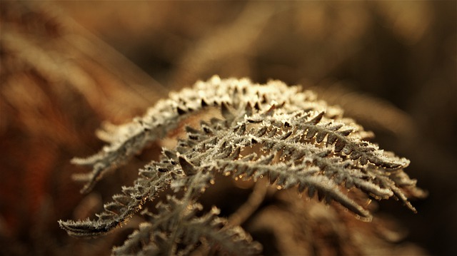 Free download ice ferns frozen twig cold nature free picture to be edited with GIMP free online image editor