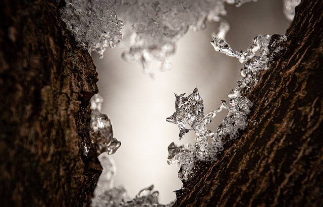 Free download ice frost tree winter cold snow free picture to be edited with GIMP free online image editor