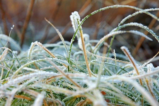 Free download Ice Grass Forest -  free photo or picture to be edited with GIMP online image editor
