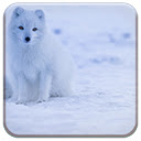 Iceland Fox  screen for extension Chrome web store in OffiDocs Chromium