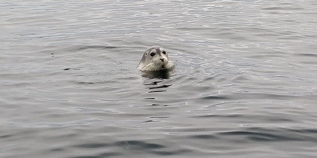 無料ダウンロードIcelandIslandHusavik-GIMPオンライン画像エディタで編集できる無料の写真または画像