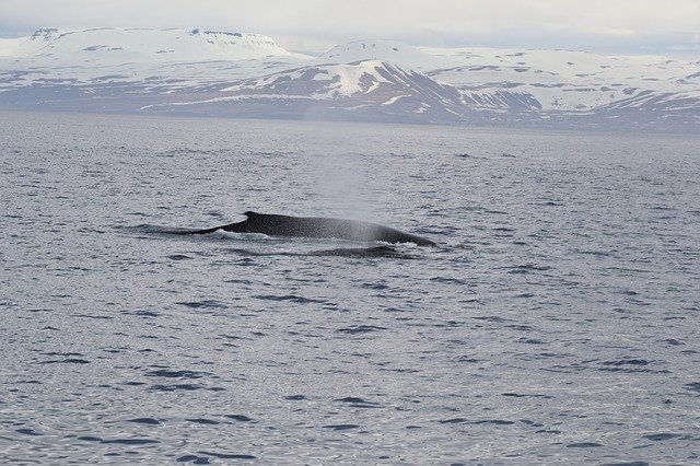 تنزيل آيسلندا Kit Ocean مجانًا - صورة أو صورة مجانية ليتم تحريرها باستخدام محرر الصور عبر الإنترنت GIMP