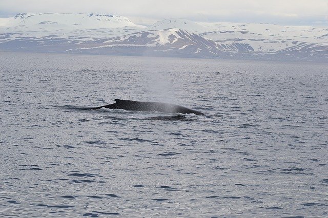 ดาวน์โหลดฟรี Iceland Kit Ocean - ภาพถ่ายหรือรูปภาพฟรีที่จะแก้ไขด้วยโปรแกรมแก้ไขรูปภาพออนไลน์ GIMP