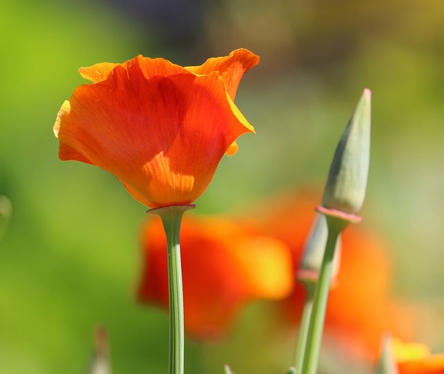 Free download iceland poppy poppy poppy plant free picture to be edited with GIMP free online image editor