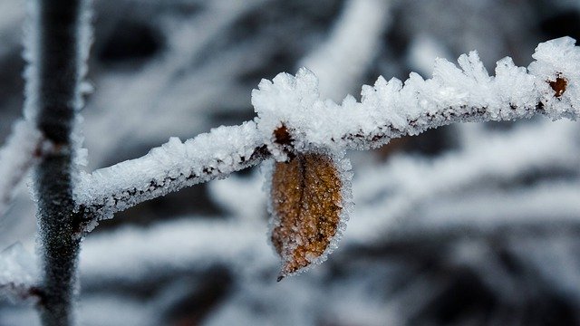 Безкоштовно завантажте Ice Winter Leaf - безкоштовну фотографію чи зображення для редагування за допомогою онлайн-редактора зображень GIMP