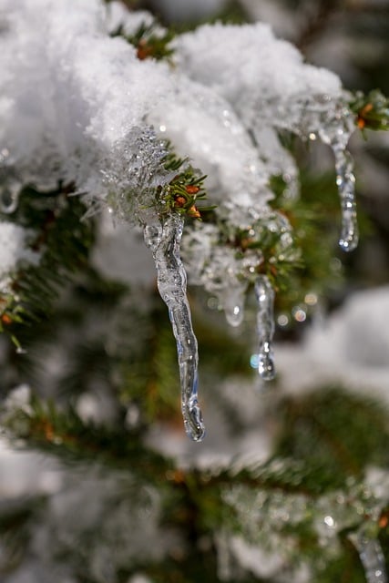 GIMP ücretsiz çevrimiçi resim düzenleyiciyle düzenlenecek ücretsiz indir buz saçağı kış soğuk kar ağacı ücretsiz resmi
