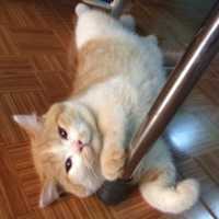 Free download Icon Prod 80x 80 58 C 89562 F 58 FD 276 F 592420068 DB 8 C 09 0 free photo or picture to be edited with GIMP online image editor