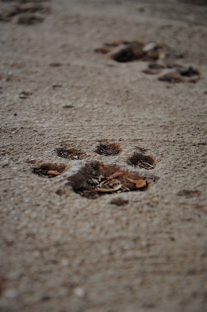 Free download I CouldnT Wait For Someone Paw A -  free photo or picture to be edited with GIMP online image editor