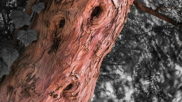 無料ダウンロード If Lyon Nature - GIMP オンライン画像エディターで編集できる無料の写真または画像