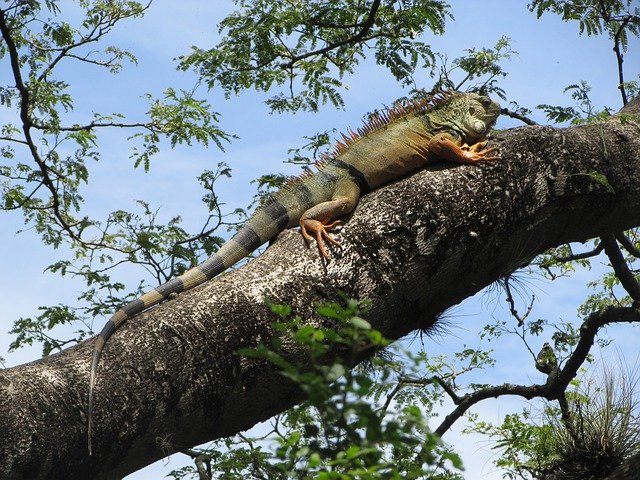 Free download Iguana Animal Fauna -  free photo or picture to be edited with GIMP online image editor