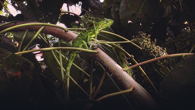 Free download Iguana Animal Lizard -  free photo or picture to be edited with GIMP online image editor