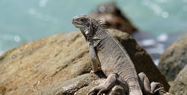 Free download iguana aruba caribbean to sunbathe free picture to be edited with GIMP free online image editor
