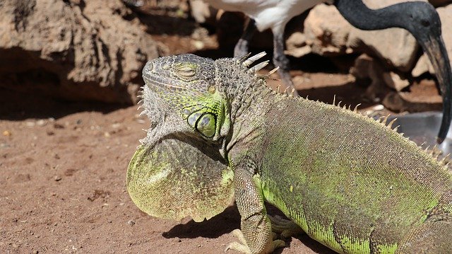 Free download Iguana Gran Canaria Gad -  free photo or picture to be edited with GIMP online image editor