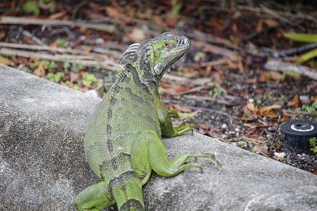 دانلود رایگان Iguana Green Beautiful - عکس یا تصویر رایگان قابل ویرایش با ویرایشگر تصویر آنلاین GIMP