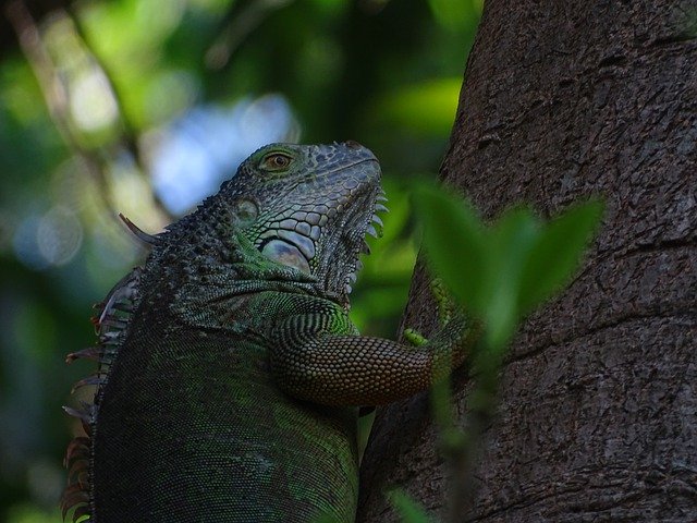 Template Photo Iguana Life Forest -  for OffiDocs