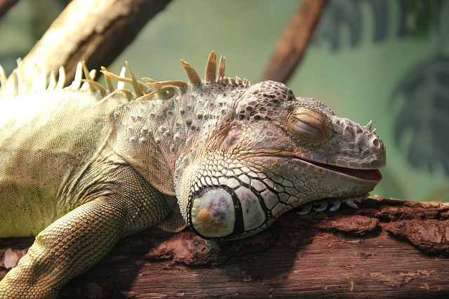 Free download iguana lizard animals reptile lies free picture to be edited with GIMP free online image editor