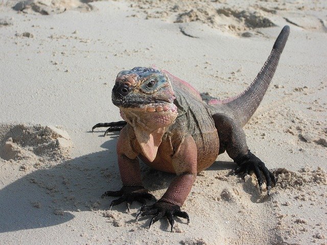 Bezpłatne pobieranie Iguana Lizard Dragon - darmowe zdjęcie lub obraz do edycji za pomocą internetowego edytora obrazów GIMP