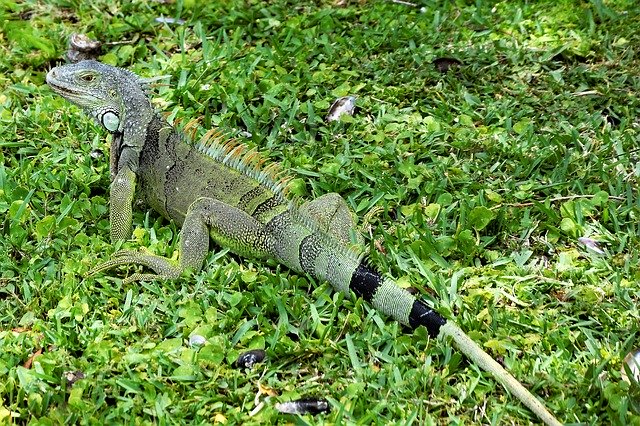 Gratis download Iguana Lizard Green - gratis foto of afbeelding om te bewerken met GIMP online afbeeldingseditor