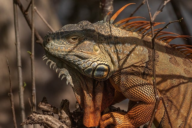 Free download iguana lizard nature wildlife free picture to be edited with GIMP free online image editor