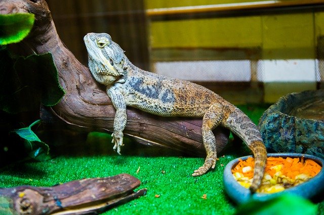 Unduh gratis Iguana Lizard Reptile - foto atau gambar gratis untuk diedit dengan editor gambar online GIMP