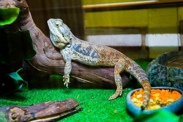 Tải xuống miễn phí Iguana Lizard Reptile - ảnh hoặc ảnh miễn phí được chỉnh sửa bằng trình chỉnh sửa ảnh trực tuyến GIMP