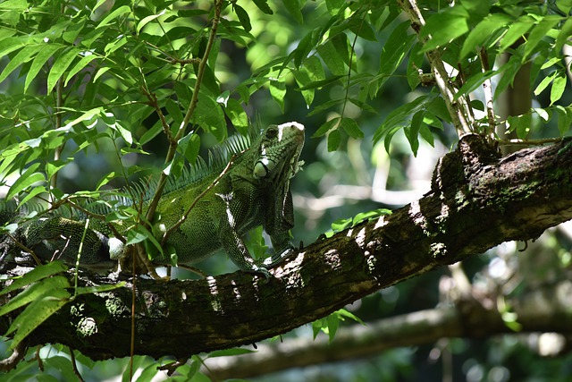 Free download iguana lizard reptile fauna zoo free picture to be edited with GIMP free online image editor