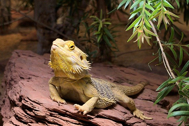 Unduh gratis Iguana Lizard Terrarium Zoo - foto atau gambar gratis untuk diedit dengan editor gambar online GIMP