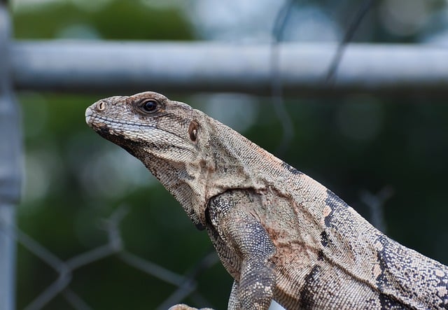 Free download iguana reptile animal close up free picture to be edited with GIMP free online image editor