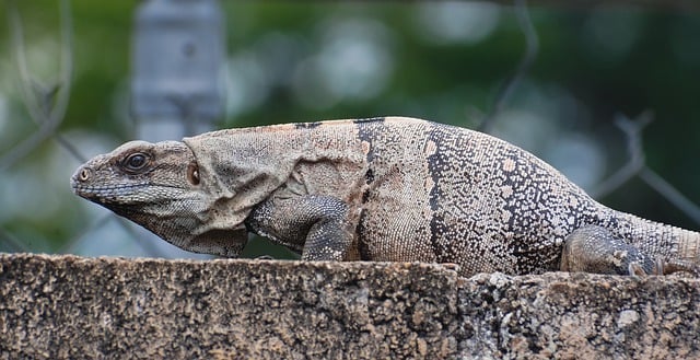 Free download iguana reptile animal species free picture to be edited with GIMP free online image editor