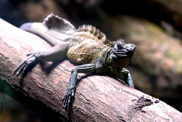 Free download iguana reptile animal wildlife free picture to be edited with GIMP free online image editor