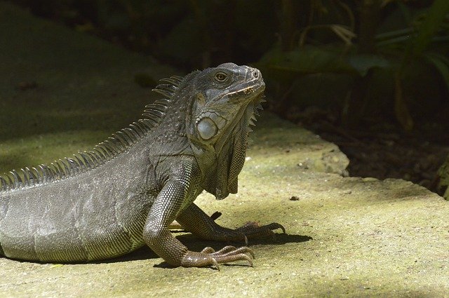 Free download Iguana Reptile Costa Rica -  free photo or picture to be edited with GIMP online image editor