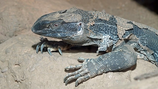 Free download iguana reptile dandruff big free picture to be edited with GIMP free online image editor