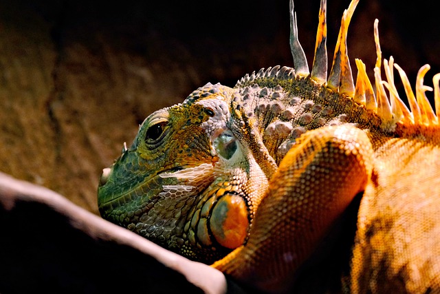 Free download iguana reptile head wildlife free picture to be edited with GIMP free online image editor