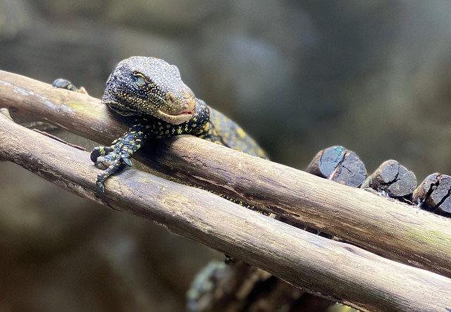 Descărcare gratuită iguana reptilă solzoasă dragon solz poza gratuită pentru a fi editată cu editorul de imagini online gratuit GIMP