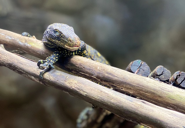 Free download iguana reptile scaly dragon scales free picture to be edited with GIMP free online image editor