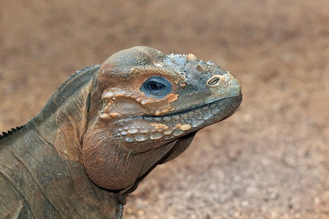 Free download iguana rhinoceros iguana lizard free picture to be edited with GIMP free online image editor