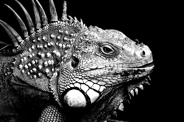 Free download Iguanas Background Black And White -  free photo or picture to be edited with GIMP online image editor