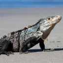 Iguana THEME  screen for extension Chrome web store in OffiDocs Chromium
