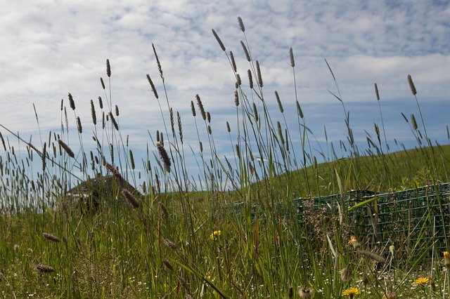 Free download Iles-De-La-Madeleine Seed Entry -  free photo or picture to be edited with GIMP online image editor