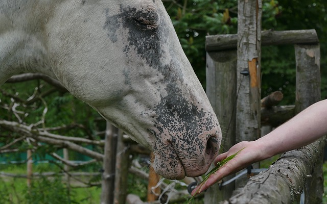 دانلود رایگان عکس رایگان گل میخ چشم سر اسب I love horses برای ویرایش با ویرایشگر تصویر آنلاین رایگان GIMP