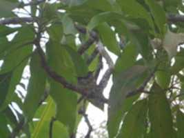 Free download imagenes colibris en su nido free photo or picture to be edited with GIMP online image editor