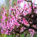 Image of pink peach blossoms  screen for extension Chrome web store in OffiDocs Chromium