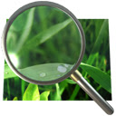 Image Pop Up Zoom  screen for extension Chrome web store in OffiDocs Chromium