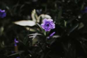 Free download IMG 0031 free photo or picture to be edited with GIMP online image editor