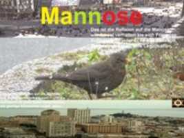 Free download IMG 0212 Mannose BOTCANY free photo or picture to be edited with GIMP online image editor