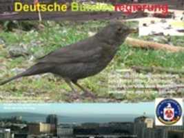 Free download IMG 1932 Amsel Turdus Merula Deutschlands Perspektiven Bottrop ( 07.05.2021) free photo or picture to be edited with GIMP online image editor