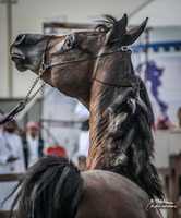 IMG 7790 GIMP online editor free Free download IMG 7790 free photo or picture to be edited with GIMP online image editor