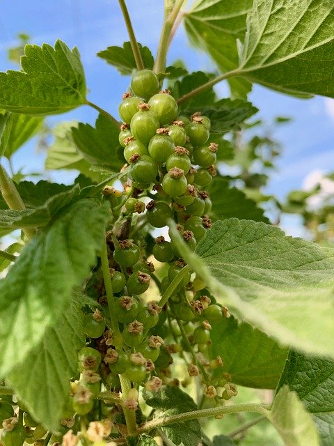 Free download Immature Currant Bush -  free photo or picture to be edited with GIMP online image editor
